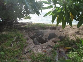 Lady Elliot Island Eco Resort Zewnętrze zdjęcie